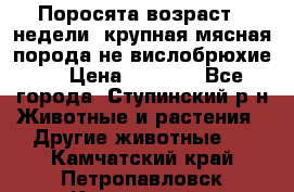 Поросята возраст 4 недели, крупная мясная порода(не вислобрюхие ) › Цена ­ 4 000 - Все города, Ступинский р-н Животные и растения » Другие животные   . Камчатский край,Петропавловск-Камчатский г.